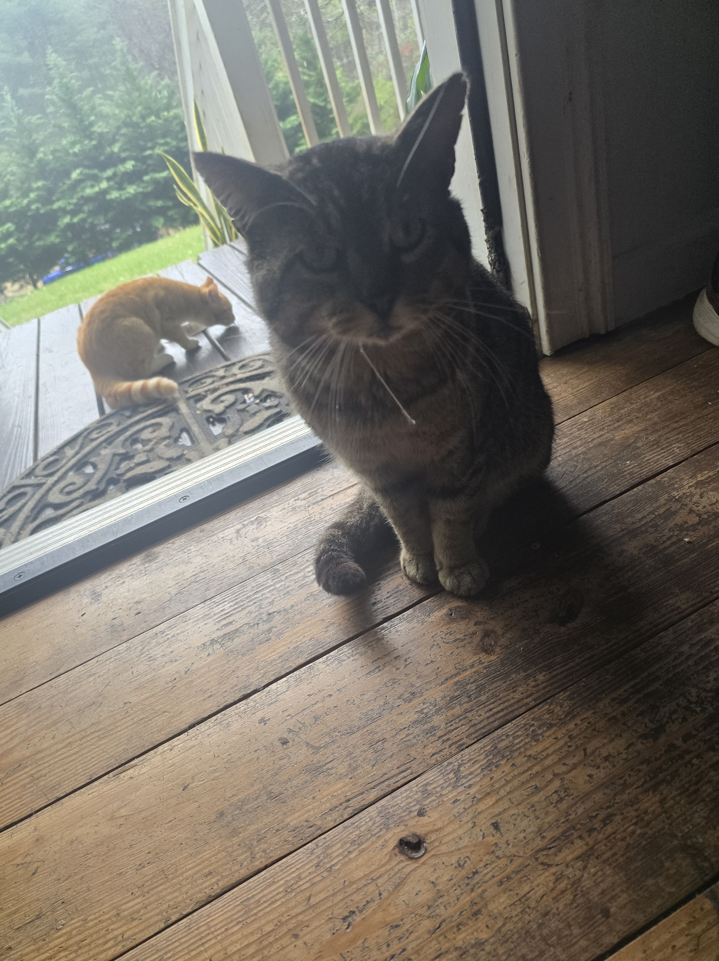 Buddy